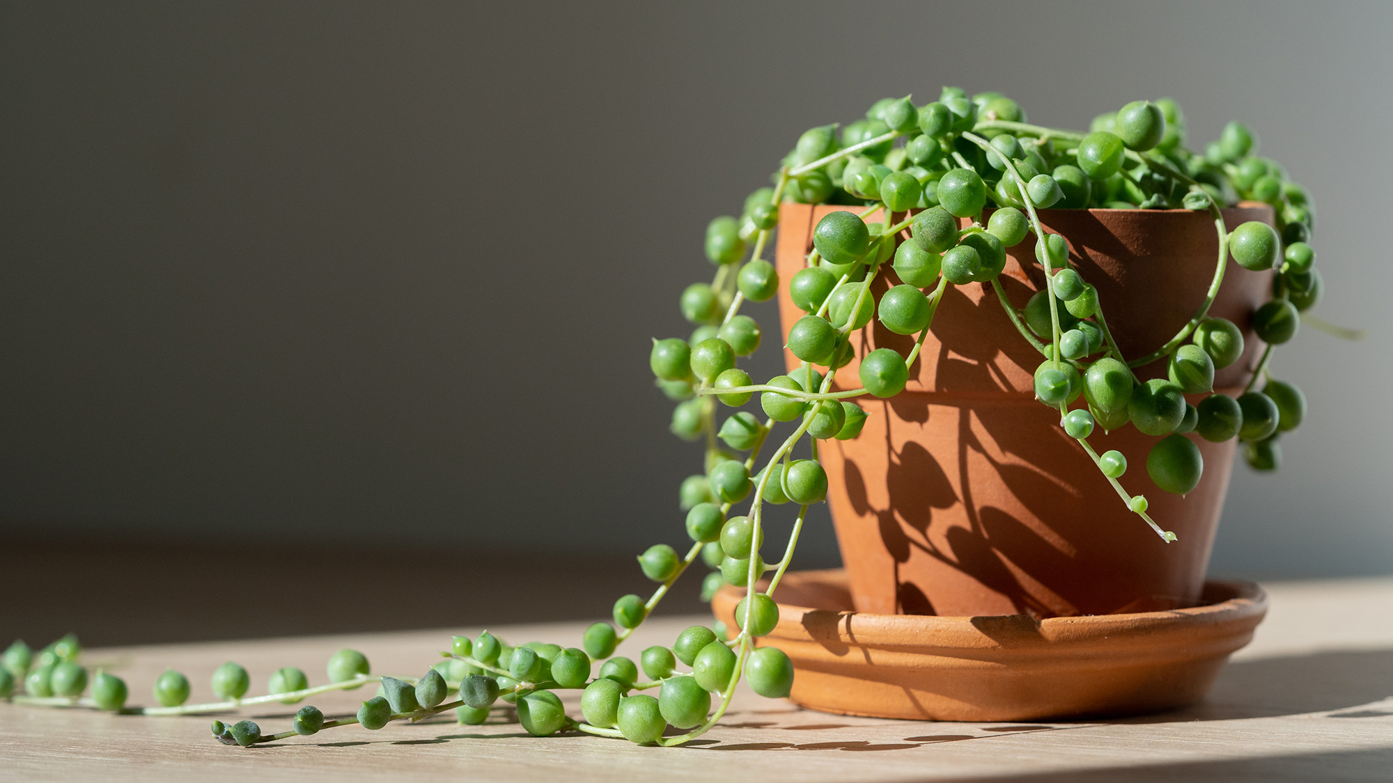 String of pearls houseplant