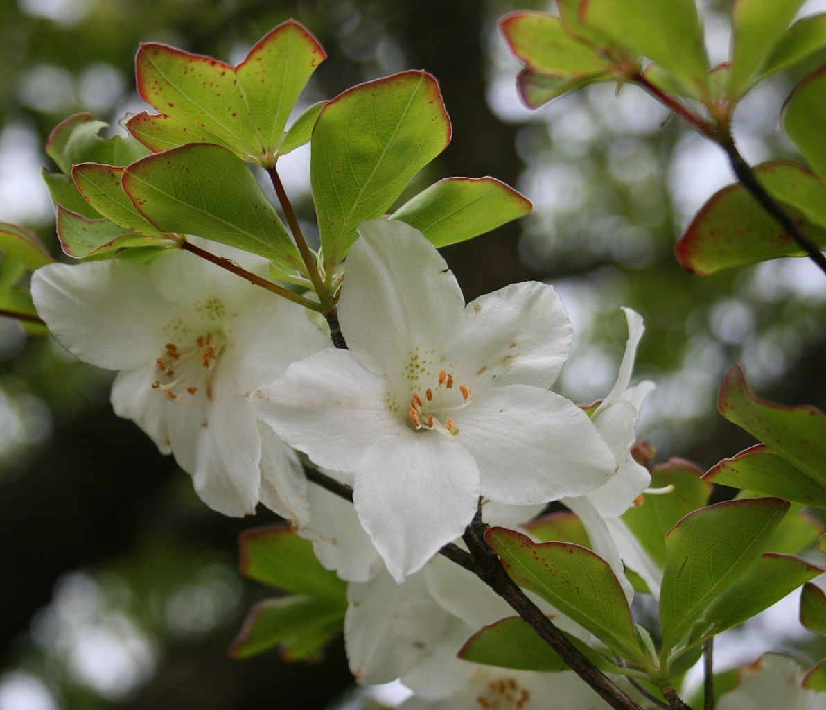 Azalea Plant