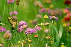 Butterfly and flowers