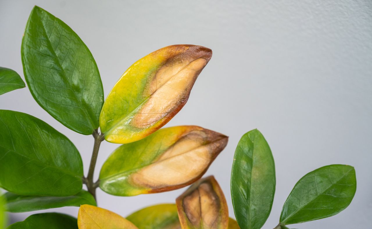 Ornamental house plants having leaf blight disease