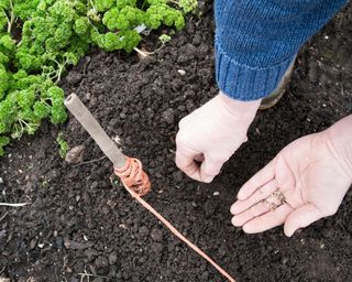 sowing chard seeds in a veg patch