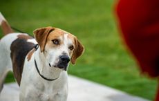 Builth-Hound-Show-2017-68_102944891_171712571.jpg