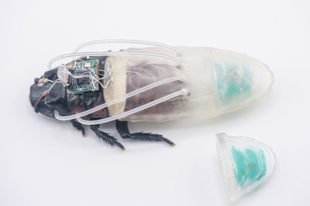 Scientists have created a 3D-printed remote-controlled cyborg cockroach equipped with IR cameras — living insects fitted with flexible 'diving suit' can survive and move underwater for three hours