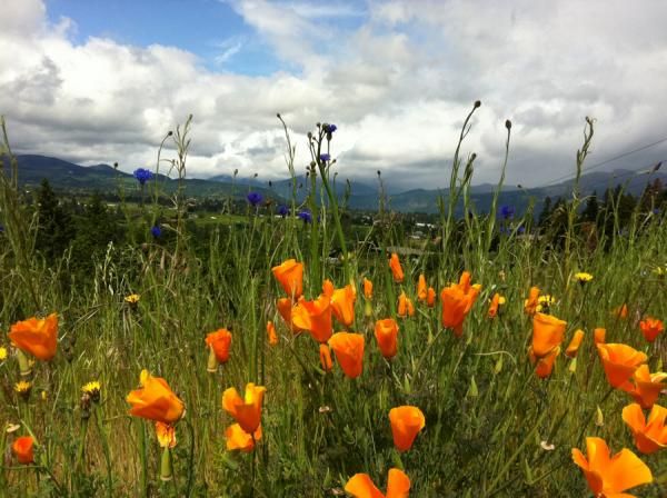 Beautiful Hood River