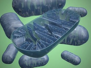 illustration of mitochondria.