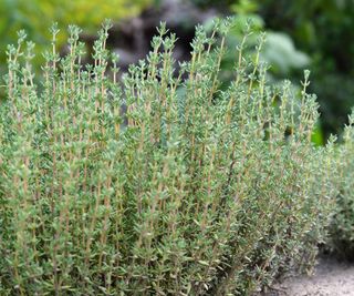 Thyme or Thymus vulgaris - aromatic perennial herb. Bush of fresh green thyme growing in the garden