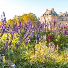 lavender growing in Paris garden