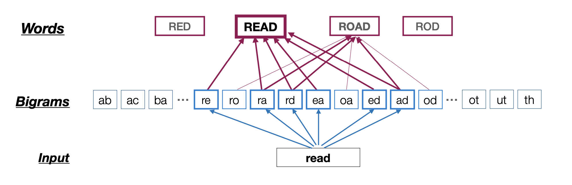 A diagram showing how the brain can interpret the word "Read"