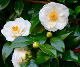 Camellia japonica with white blooms