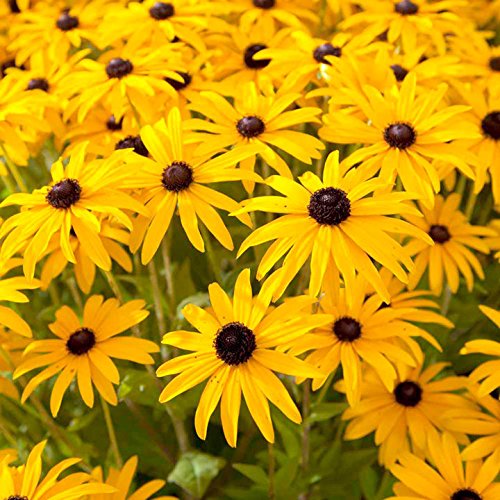 Rudbeckia 'goldsturm' Perennial Garden Supersize Xxl Plug Plants Pack X3