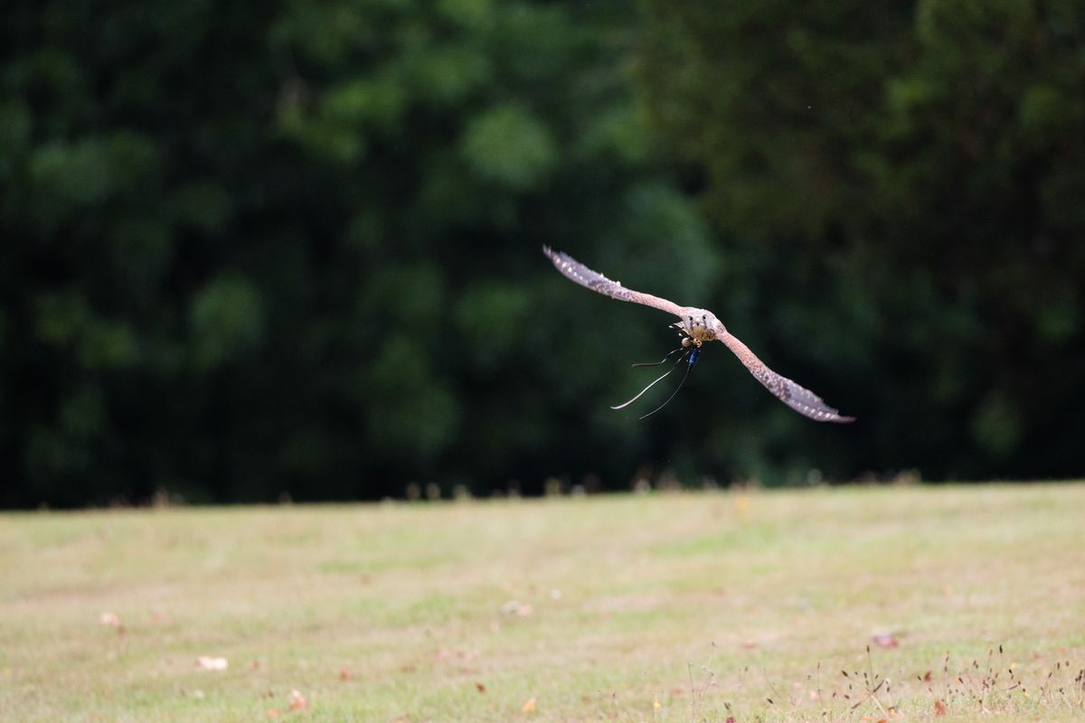Bird of prey - kestrel in flight