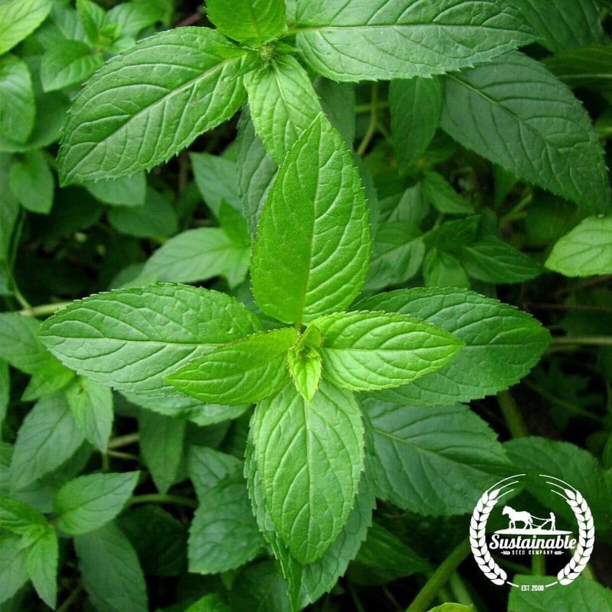 Peppermint Seeds (organic) | Heirloom Non-Gmo Herb Garden Seeds
