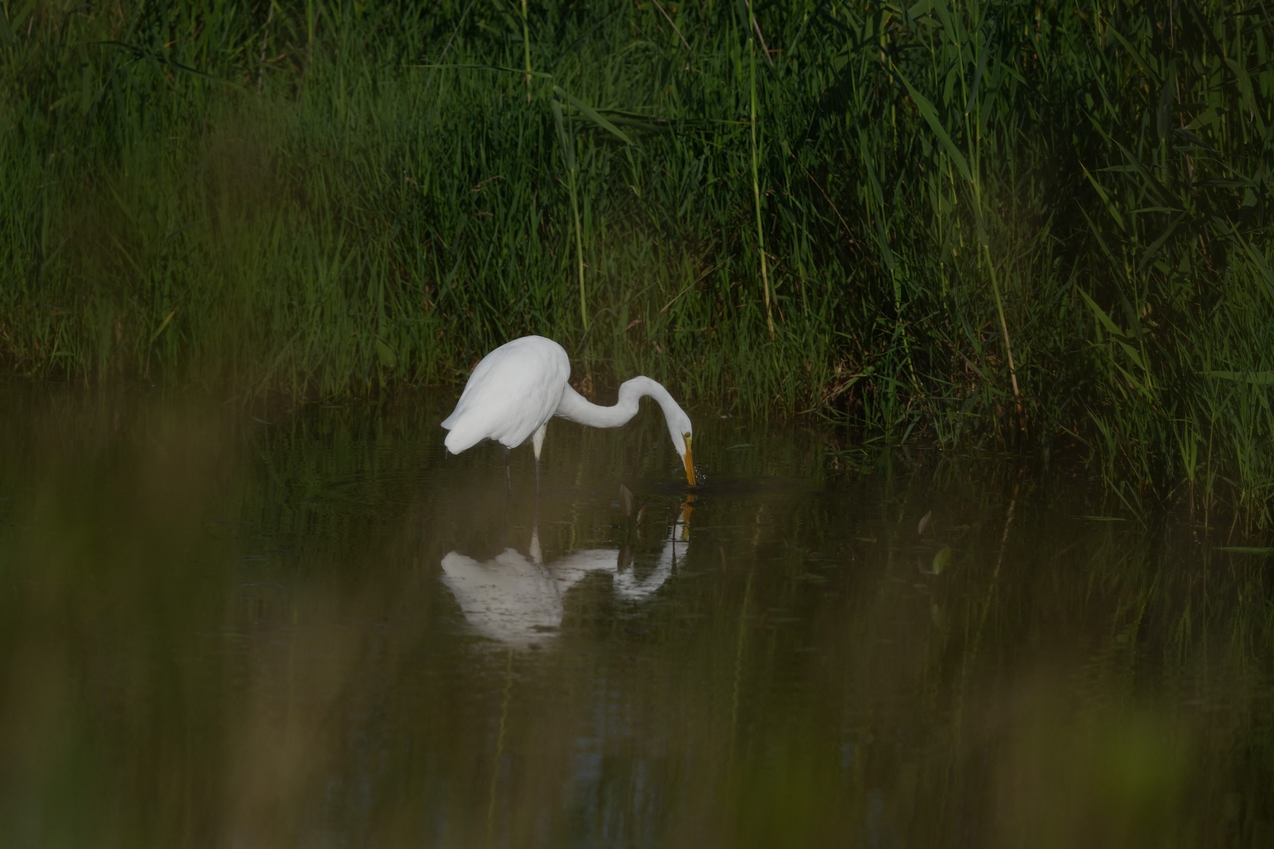 Image samples from the Sony 400mm f/4.5 GM OSS and the Sony A7 V