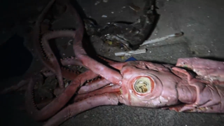 A lifelike foam replica of a giant squid which fell to the aquarium's floor.