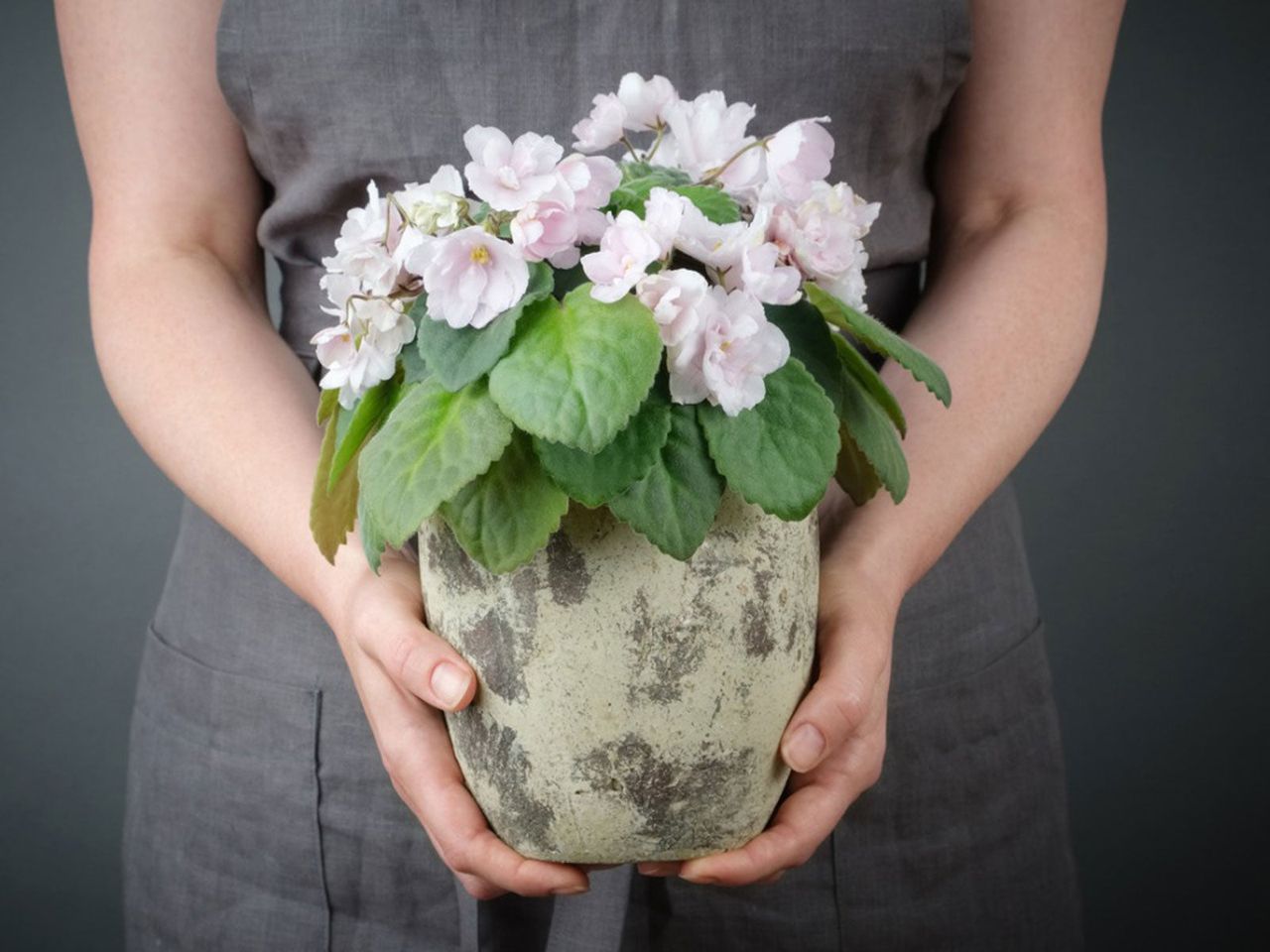 Person Holding A Potted Gesneriads