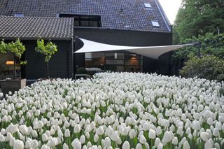garden color schemes: white tulips and black house