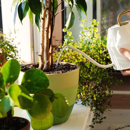 feeding houseplants on windowsill with a watering can