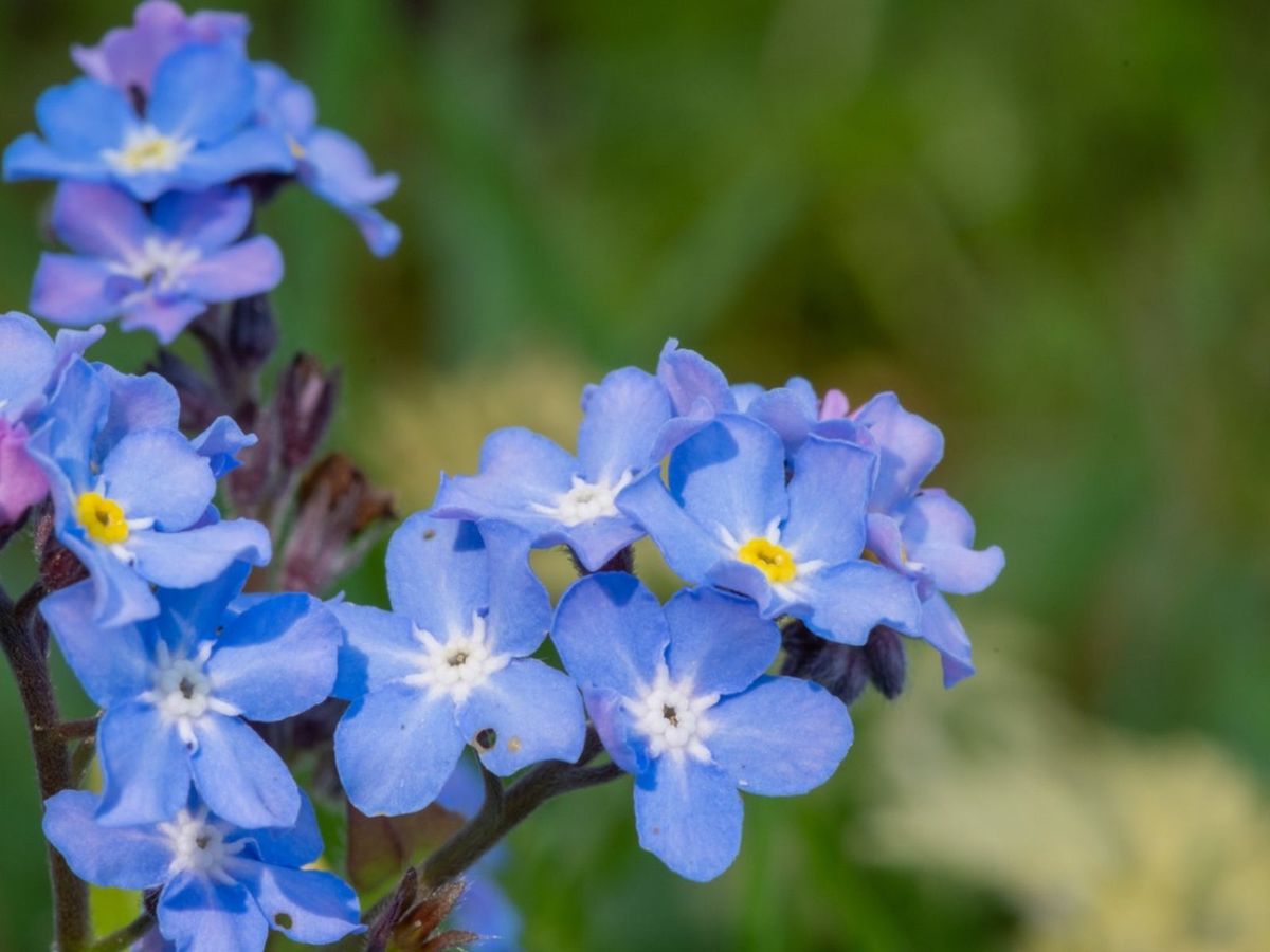 Forget-Me-Not Flowers - How To Grow Forget-Me-Nots | Gardening