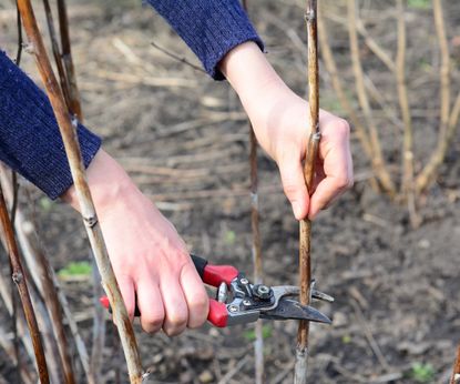 Plants to prune in January - 7 of the best to trim | Homes & Gardens