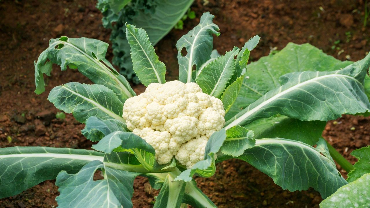 Cauliflower Growing In The Garden