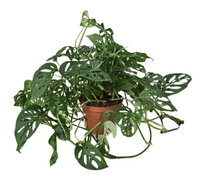 Trailing monstera plant, Amazon