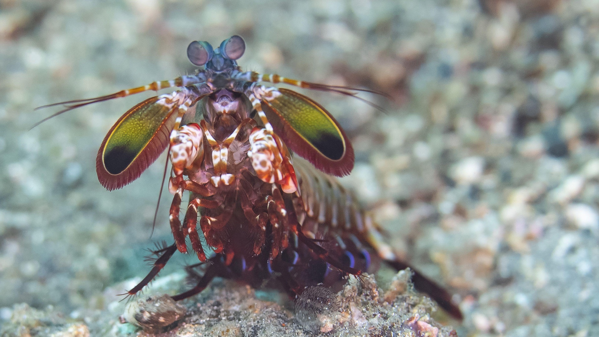 Mantis shrimp