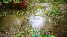 picture of flooded garden floor