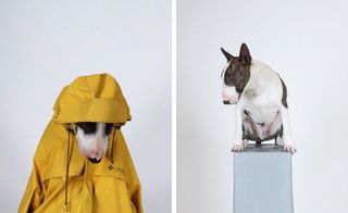Dog wearing a clothes