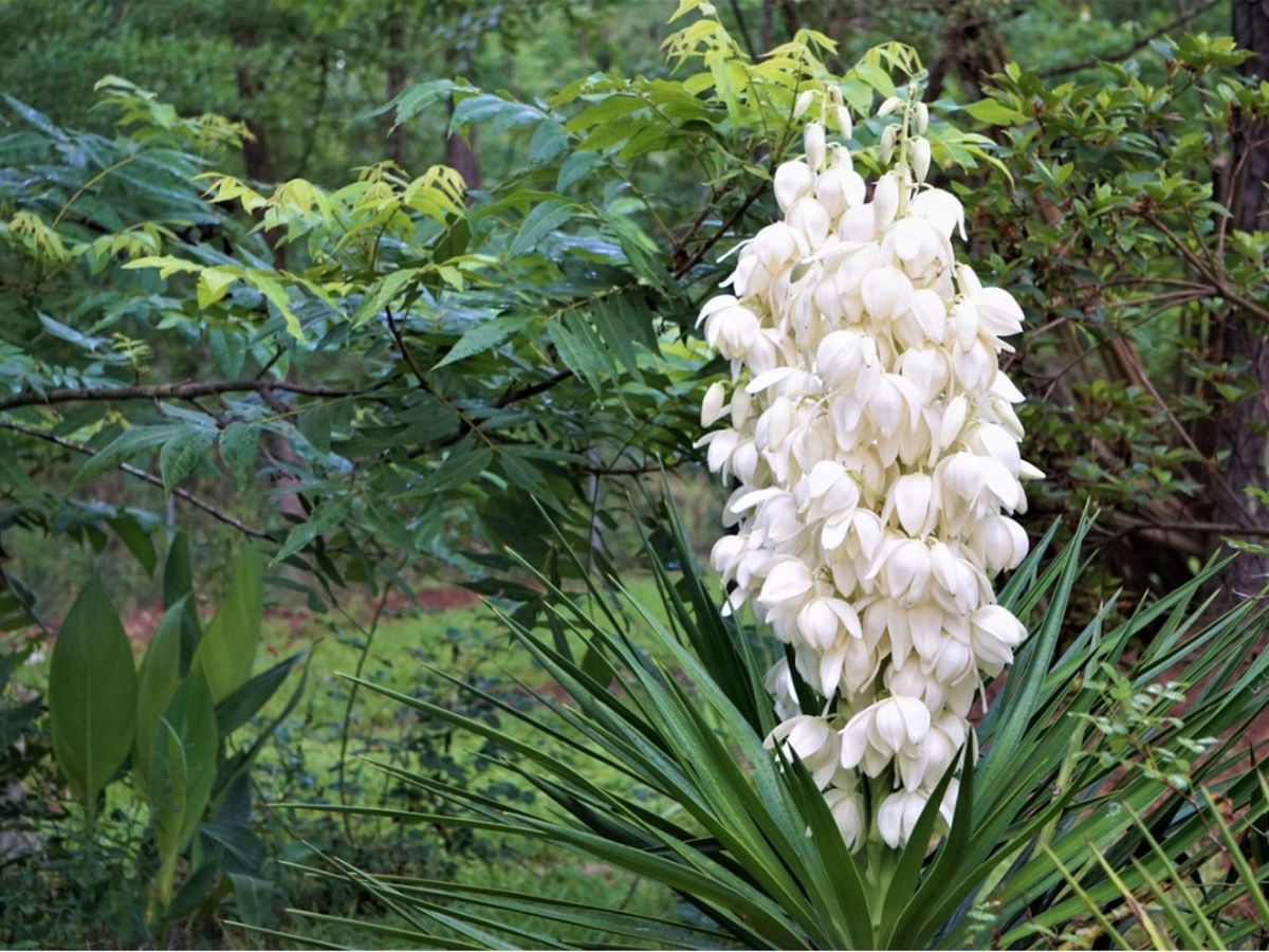 Blooms On Yucca Plants - Why Won't My Yucca Plant Flower? | Gardening ...