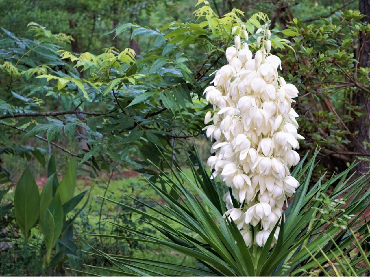 White Yucca Flowers