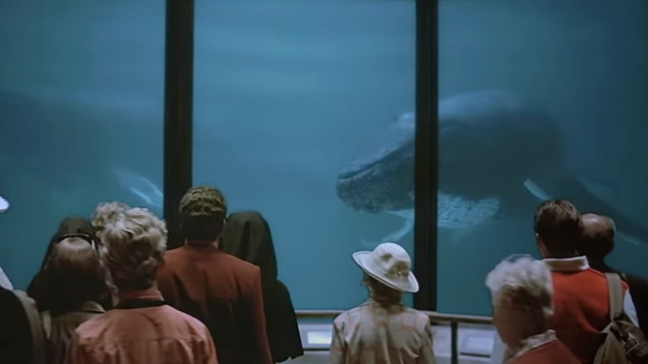 The whales in Star Trek IV: The Voyage Home
