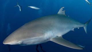 The silky shark with a wounded dorsal fin in July 2022.