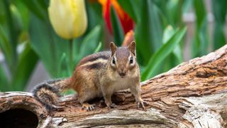 A chipmunk on a log in front of tulips