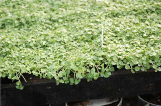 large trays of Corsican mint plants with the leaves tumbling over the edges