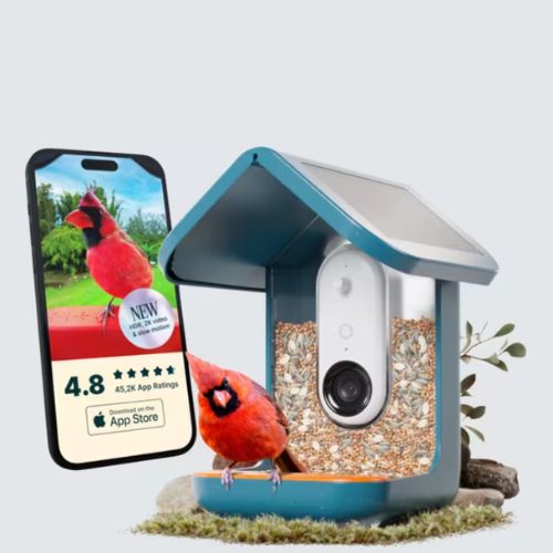 A BirdBuddy bird table and feeder