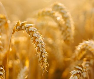 Close up of ripe and golden ears of wheat