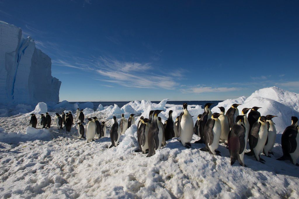 Charming Chick Photos: Antarctica's Baby Penguins | Live Science