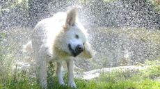 How to keep dog cool in summer: retriever shaking off water