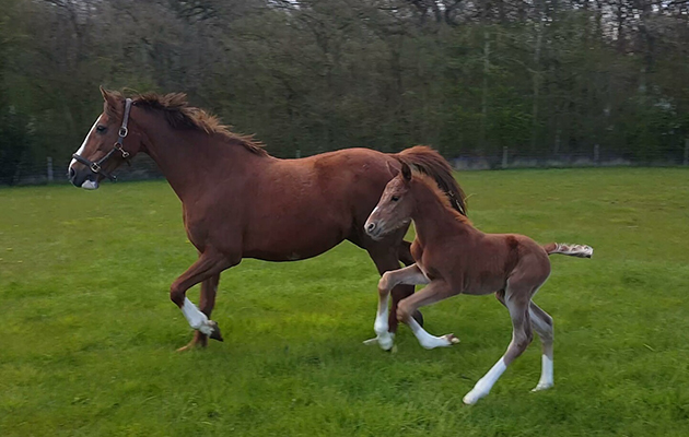 A week-old Chrome and his mother