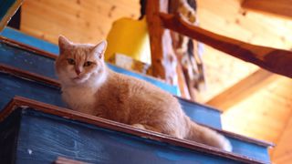 Munchkin cat sitting on steps