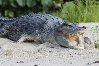 Saltwater crocodiles are the largest species alive today.