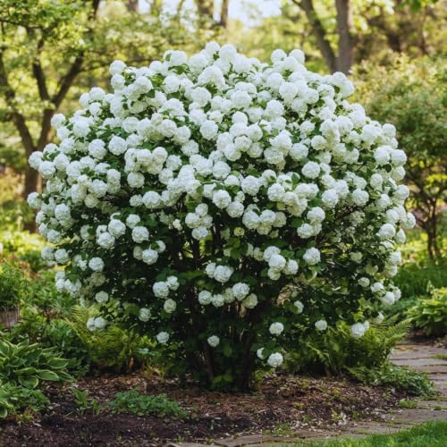 Snowball Viburnum Plant Live, Viburnum Live Plant Shrub, Ornamental White Flowering Bush for Backyard, Borders, 5 to 8 Inc Long