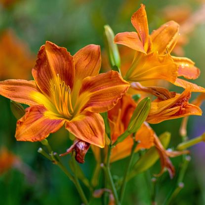 Hemerocallis fulva, the orange day-lily, tawny daylily, corn lily, tiger daylily, fulvous daylily or ditch lily in soft sunshine 