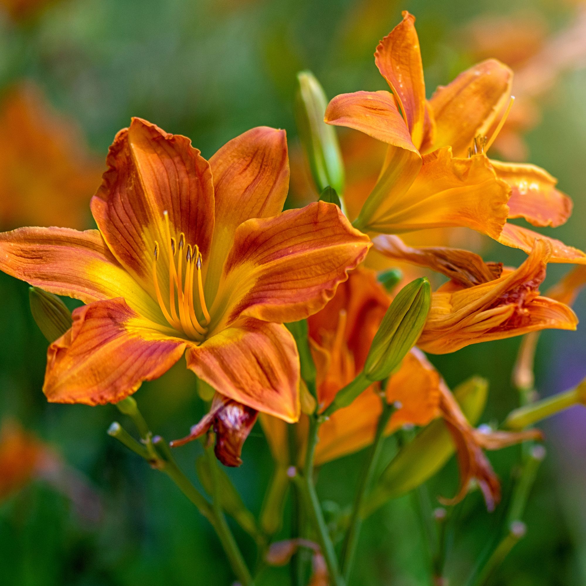 Hemerocallis fulva, the orange day-lily, tawny daylily, corn lily, tiger daylily, fulvous daylily or ditch lily in soft sunshine 