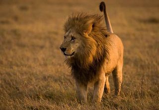 Lost top predators like lions