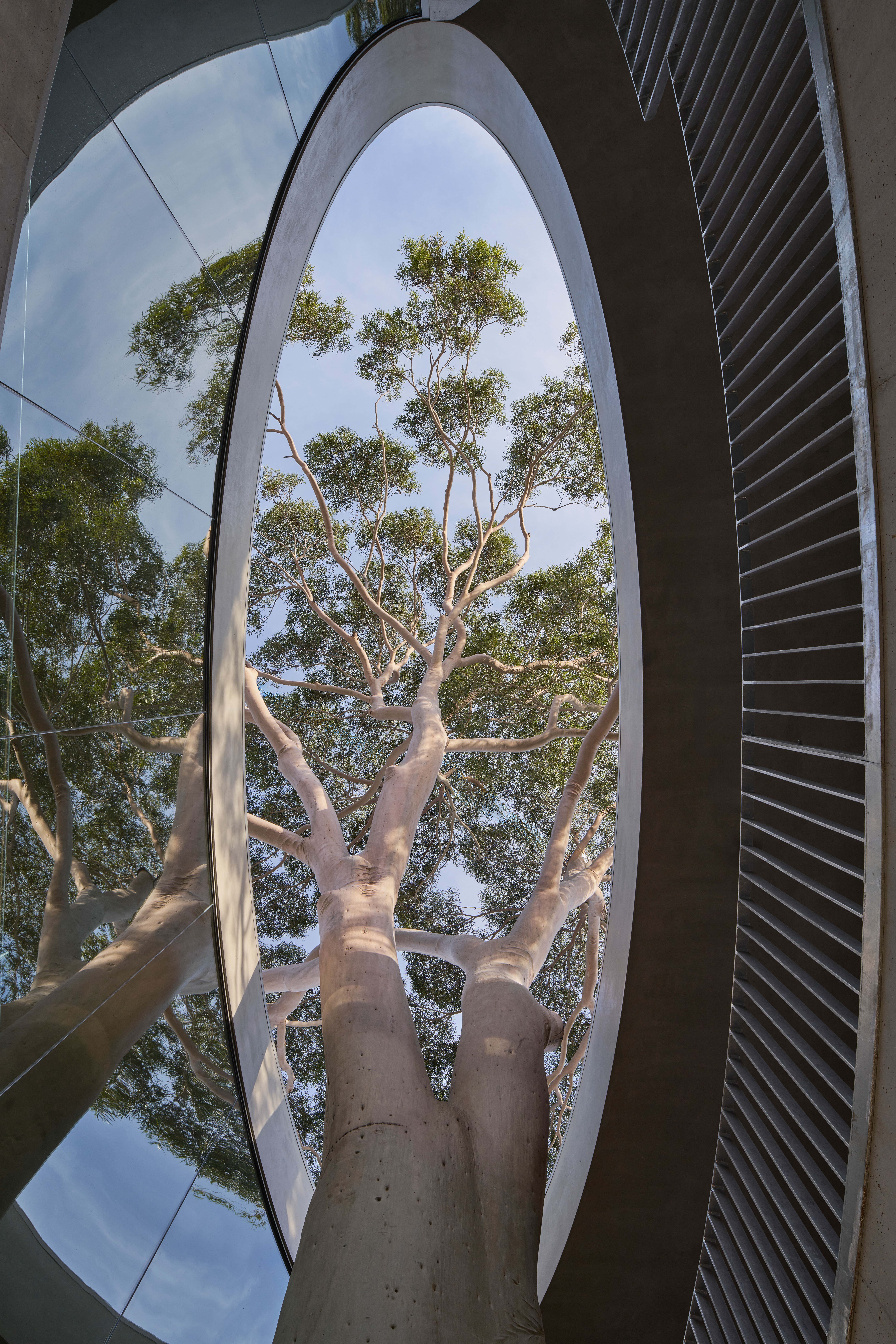 Gallery for a gum tree