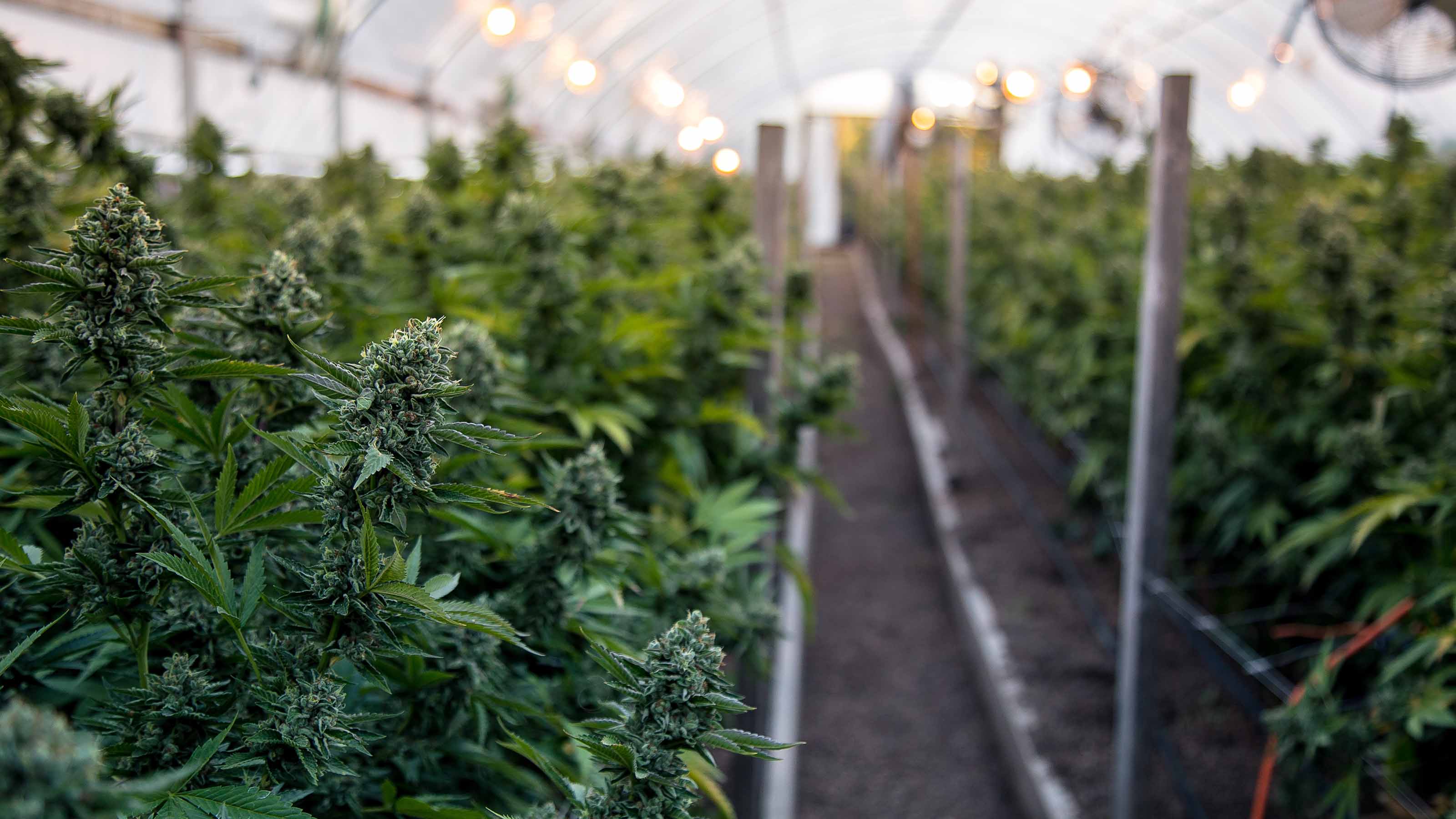 10 Cheap Pot Stocks to Buy