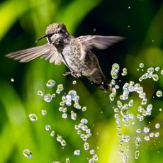 Female Anna's hummingbird playing and drinking in the water fountain in birdbath