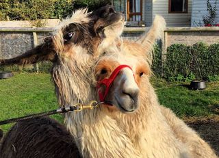 Stop off at West Wight Alpacas and say hello to the residents. Photo: Jack Elton-Walters