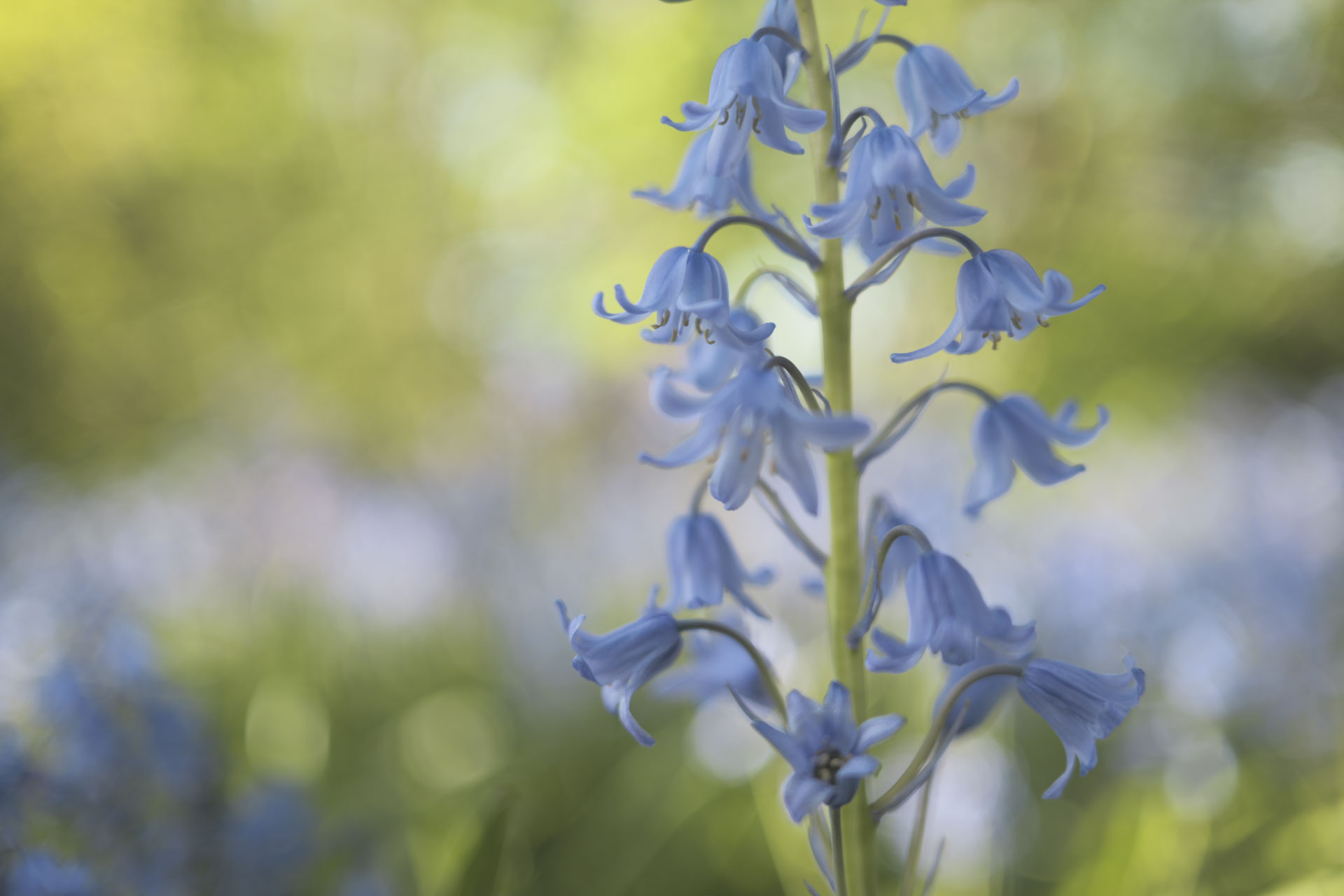 Close up of bluebells in bright light with lush green surroundings
